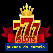 puxada do camelo jogo do bicho